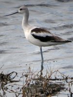 Avocet.jpg