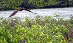 Northern Harrier Female.jpg