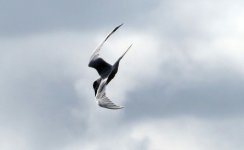 Sandwich Tern.jpg