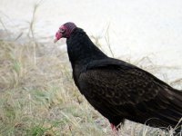 Turkey Vulture.jpg