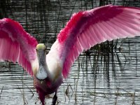 Roseate Spoonbill 2.jpg