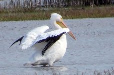 White Pelican.jpg