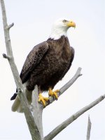 Bald Eagle.jpg