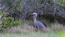 Great Blue Heron.jpg