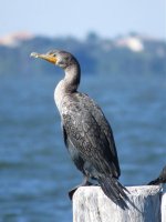 Double-crested Cormorant.jpg