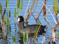 American Coot.JPG