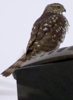 Coopers Hawk Female.jpg