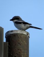 Loggerhead Shrike.jpg