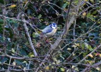 A FZ1000 Blue Tit at 10m. jpg.jpg