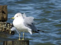 Ringbill Gull.JPG