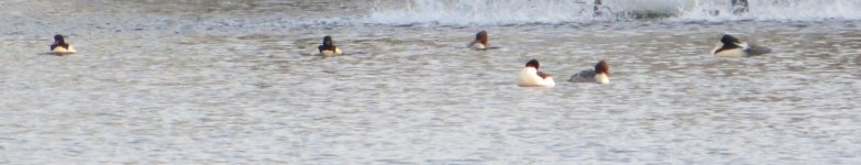 Goosander x6.jpg