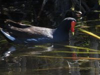 Common Gallinule.JPG