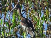 Glossy Ibis.jpg