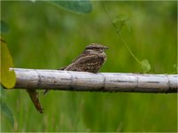 Nightjar 2.jpg