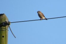 American Kestrel.jpg