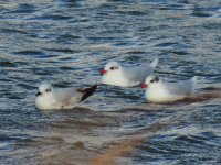 Med Gulls + First winter.JPG