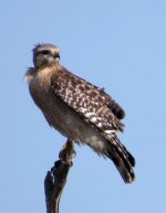 Red-shouldered Hawk.jpg