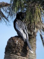 Anhinga.jpg