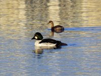 goldeneye + l grebe.JPG