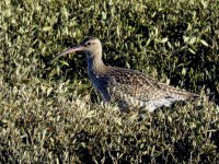 whimbrel (2) (Medium).JPG