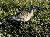 whimbrel (4) (Medium).JPG