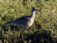 whimbrel (6) (Medium).JPG