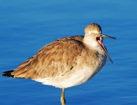 Willet Yawn December 7 2014.jpg