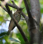 Hermit Thrush Dec 6 2014.jpg