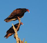 Turkey Vulture Dec 6 2014.jpg