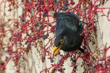 P1070298-Amsel.jpg