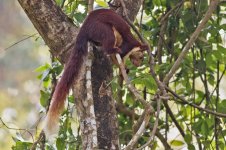 Malabar-Giant-Squirrel-(39)-web.jpg
