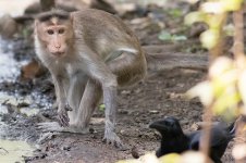 Bonnet-Macaque-(1)-web.jpg