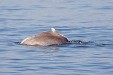 Hump-backed-Dolphin-(12)-web.jpg