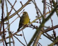 greenfinch.JPG