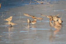 Dusky Thrush 7v3.jpg