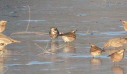 Dusky Thrush 8b3.jpg