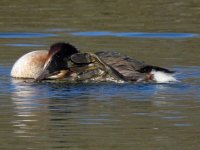 grebe greatcrested.JPG