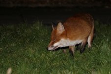 2015_02_23_Red_Fox (800x533).jpg