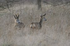 2015_02_24 (6)_Roe_Deer (800x533).jpg