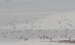 Common Shelduck.jpg