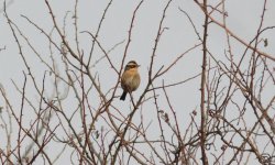 Siberian Accentor.jpg