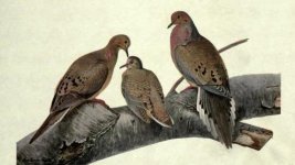 mourning dove.jpg