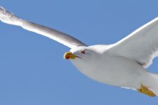 Yellow-legged-Gull,-Los-Gigantes-(19)web.jpg