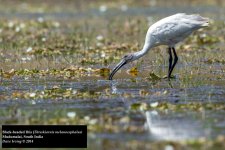 Black-headed Ibis.jpg