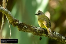 Flavescent Bulbul.jpg