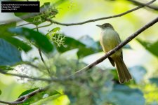 Gray-eyed Bulbul.jpg