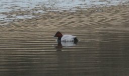 Common Pochard.jpg