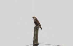 Eastern Buzzard.jpg