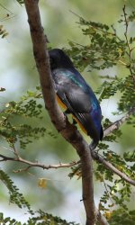 IMG_9795 which trogon day 2.jpg