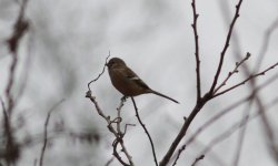 Long-tailed Rosefinch.jpg